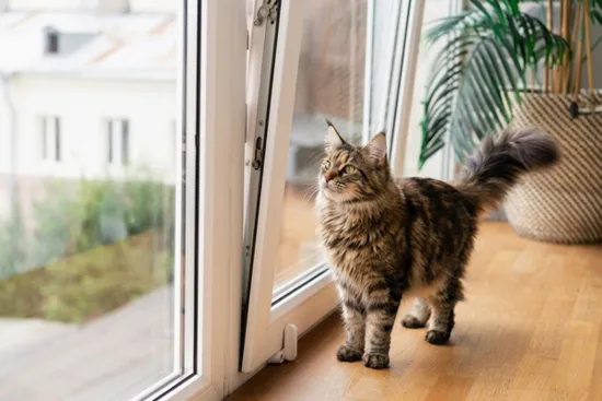 Пластиковые окна в Томске